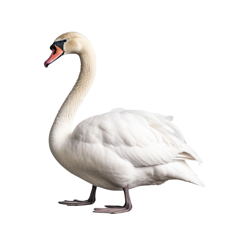 AI generated Swan clip art png