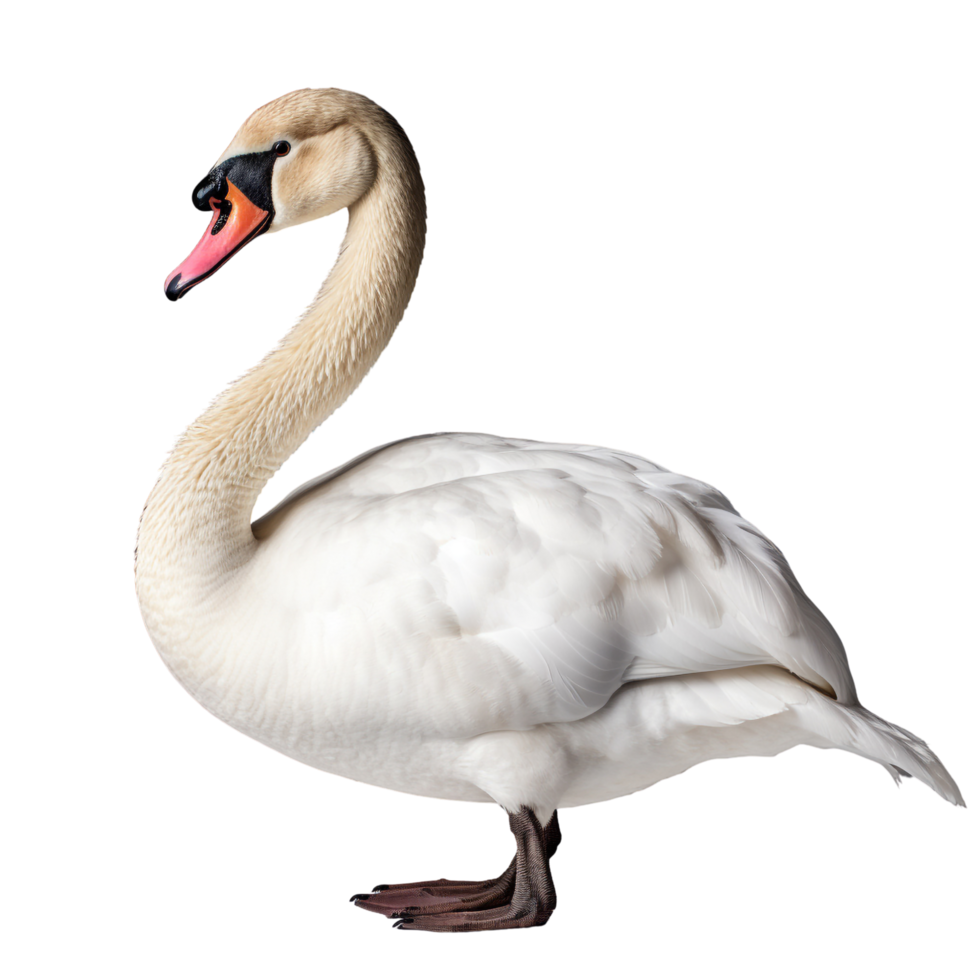 AI generated Swan clip art png