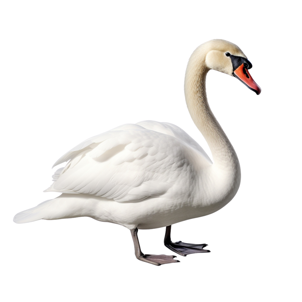 AI generated Swan clip art png