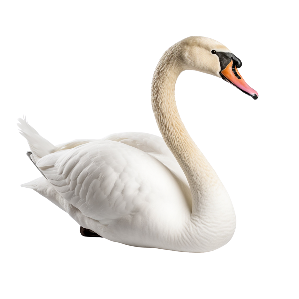 AI generated Swan clip art png