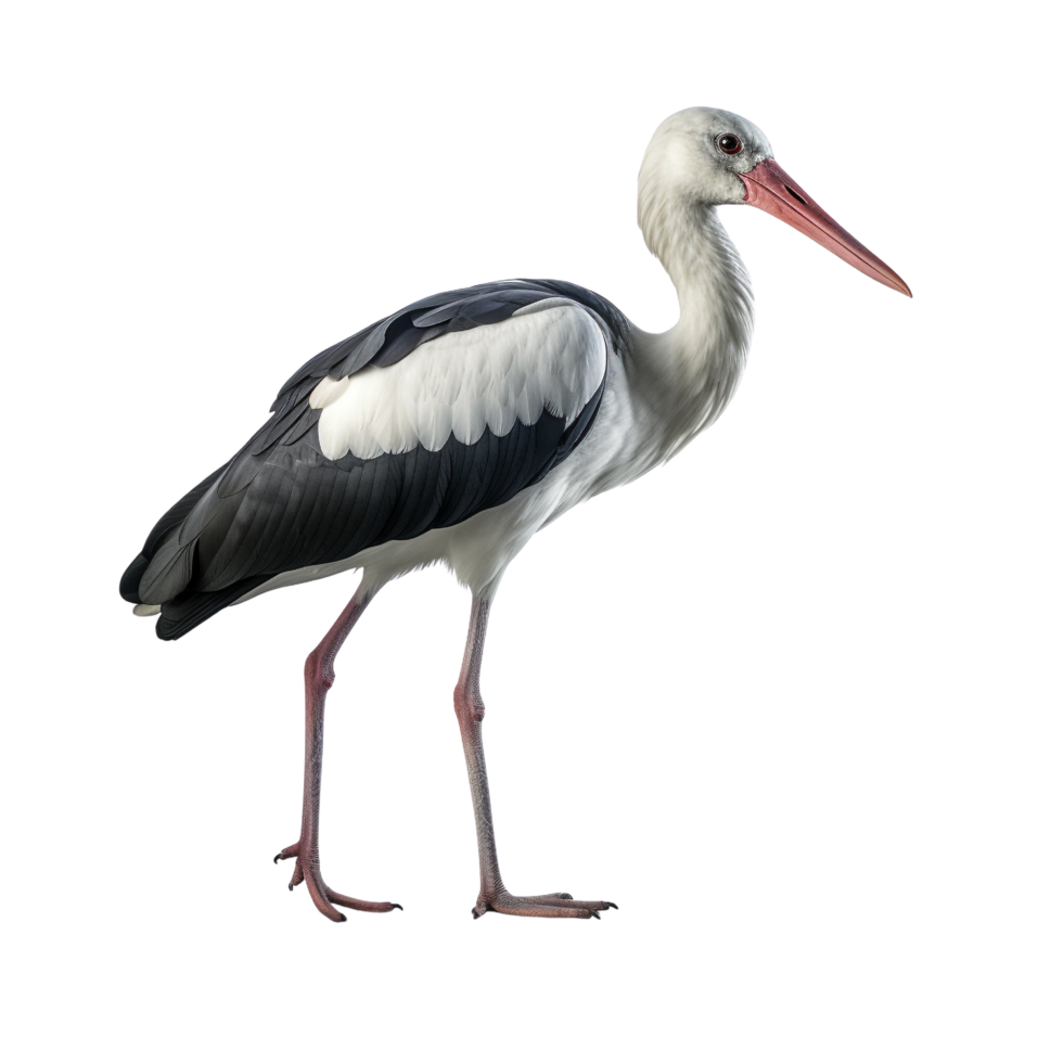AI generated Stork clip art png