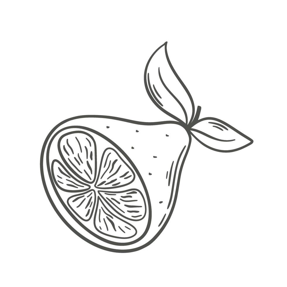 medio limón mano grabado vector ilustración