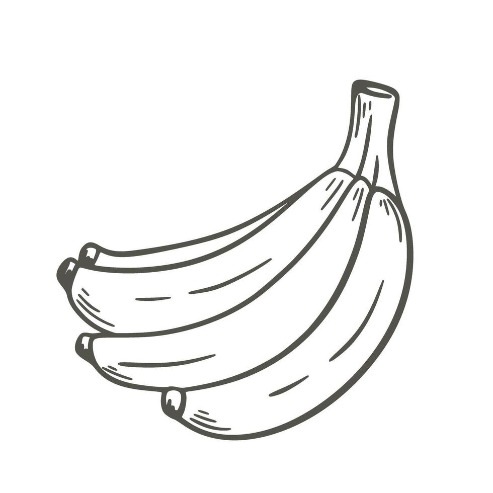 Bunch of bananas ink doodle sketch vector
