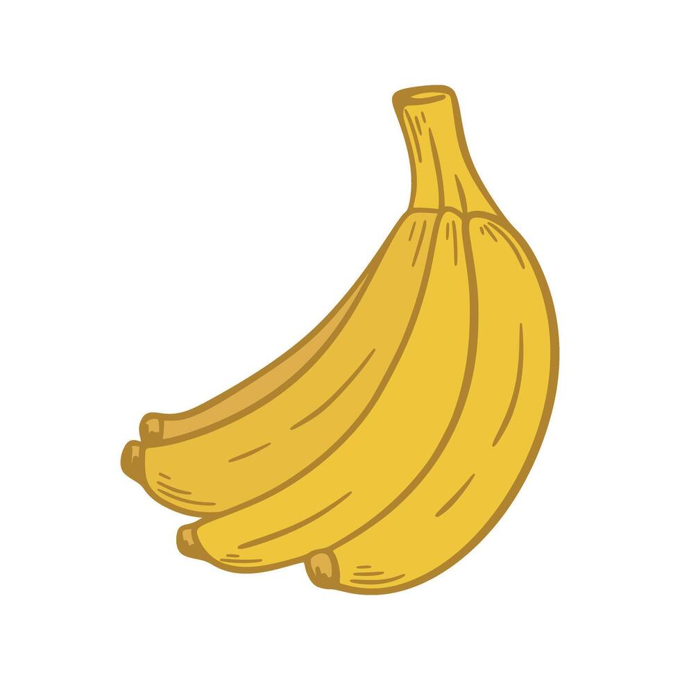 manojo de maduro amarillo bananas mano dibujado acortar Arte vector