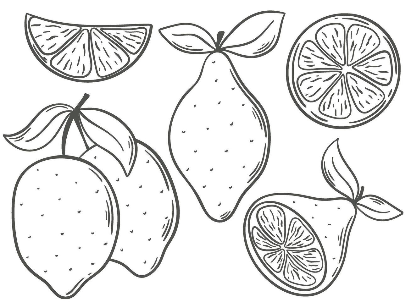 Lemons hand engraving set vector graphics