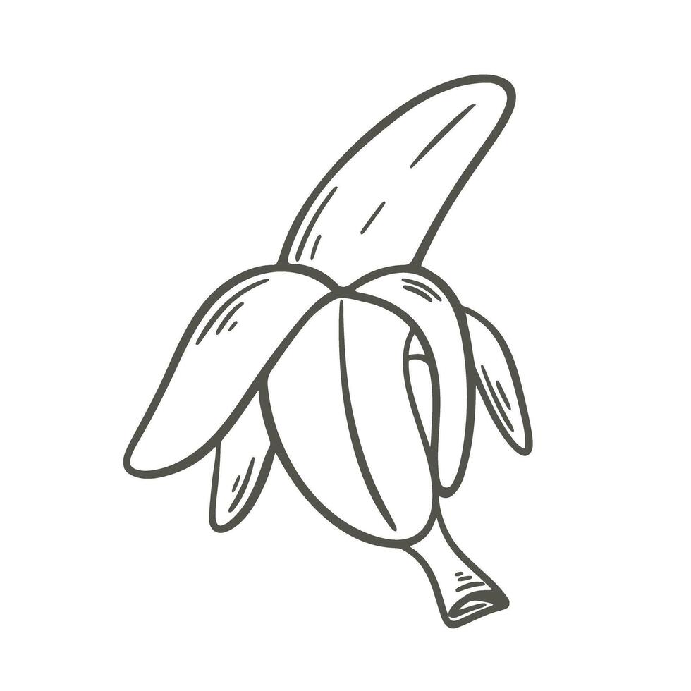 Ripe opened banana doodle sketch style vector