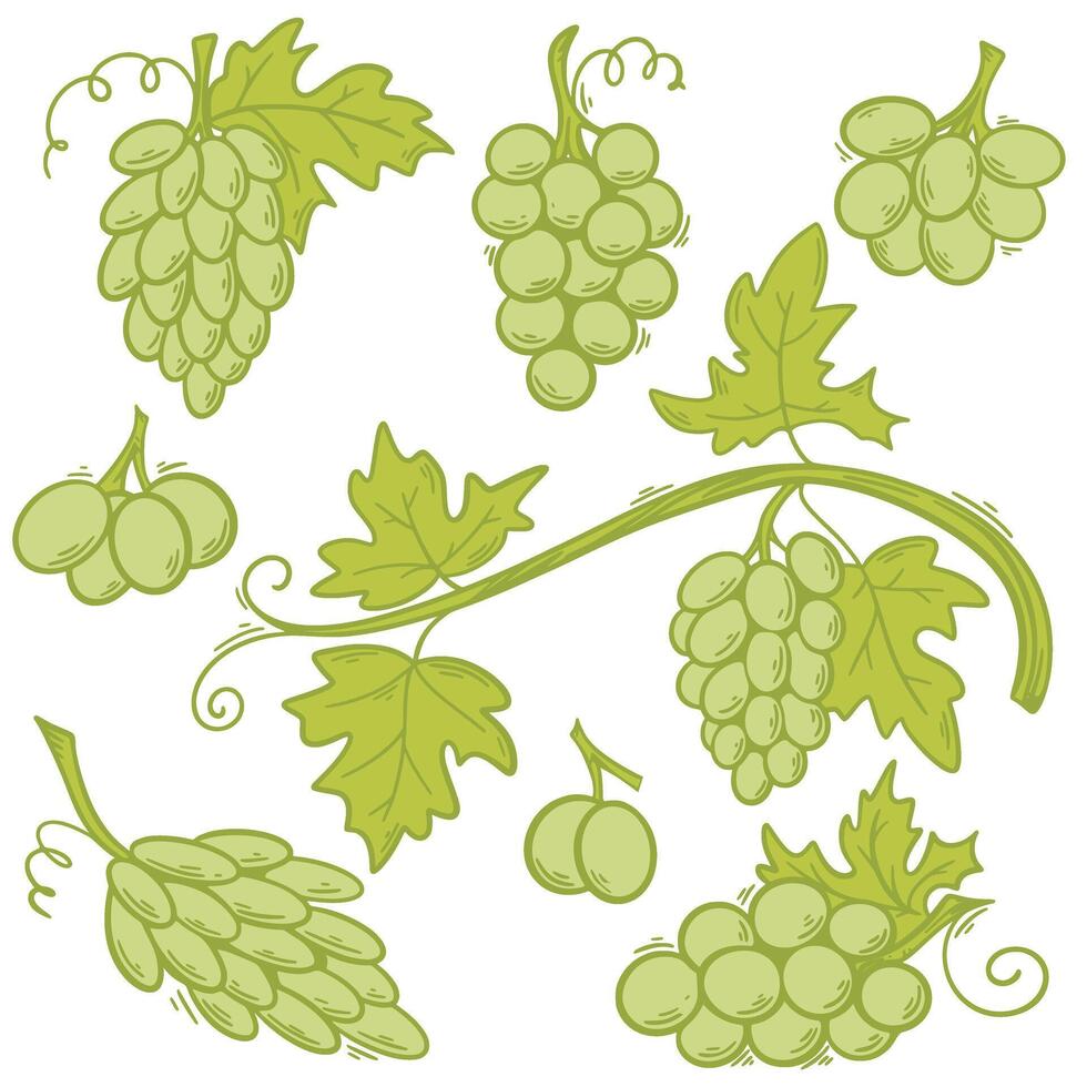 Hand drawn set of green grapes, vector graphics