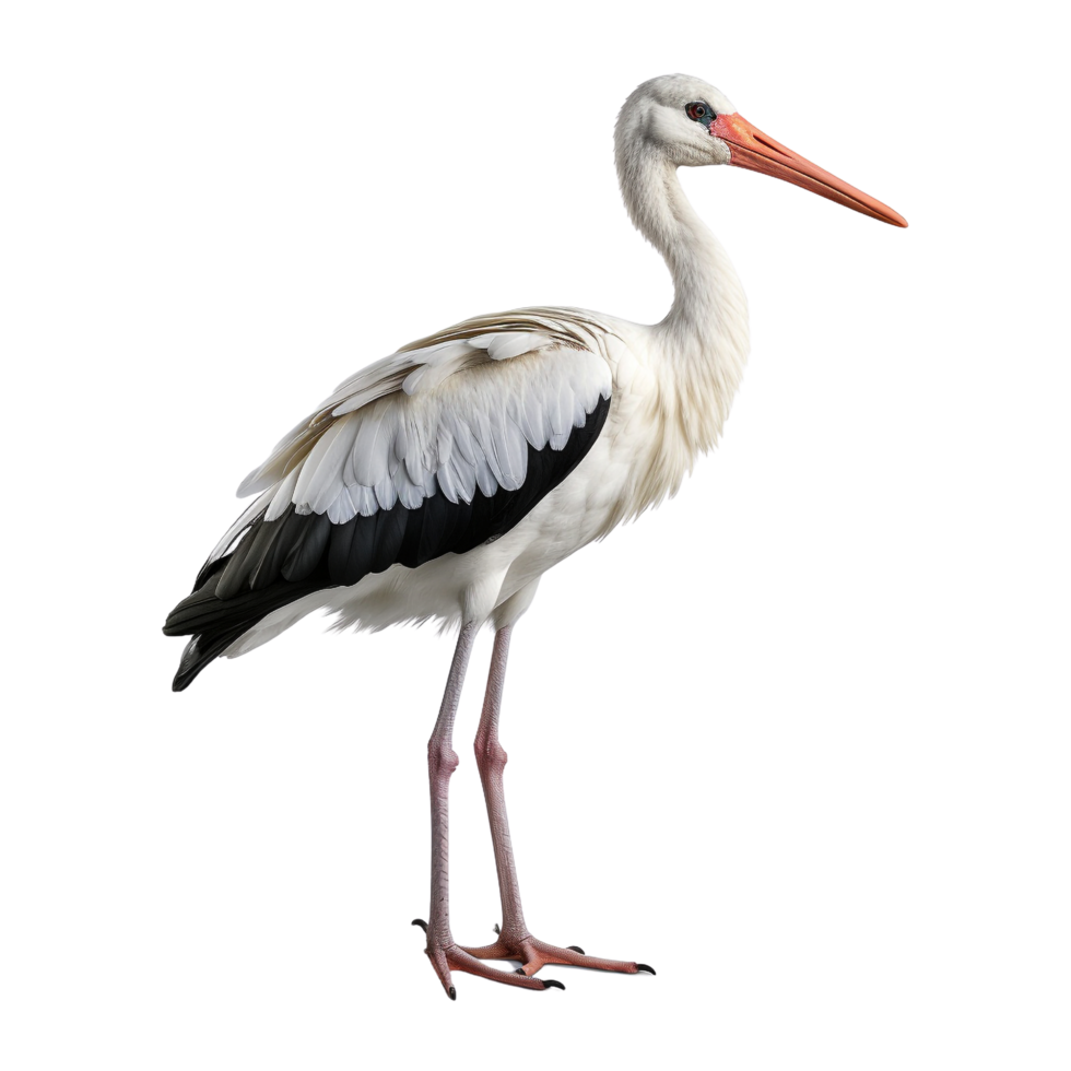 AI generated Stork clip art png