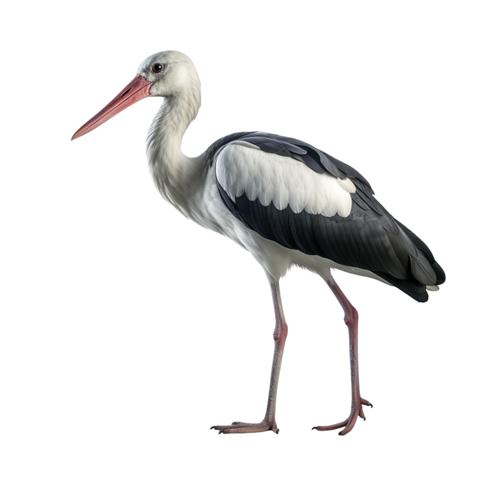 AI generated Stork clip art png