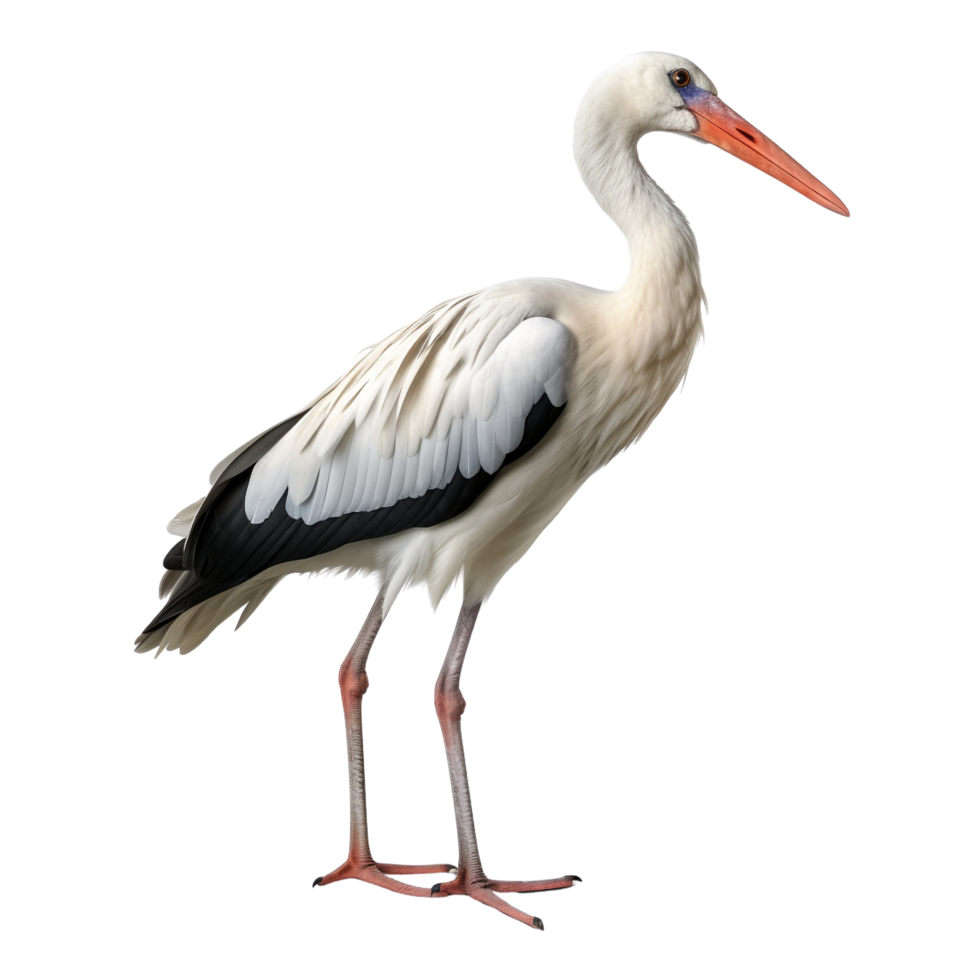 AI generated Stork clip art png