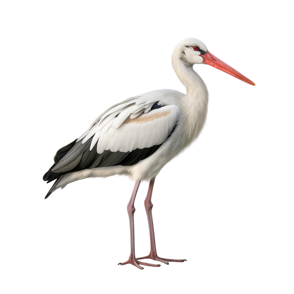 ai généré cigogne agrafe art png