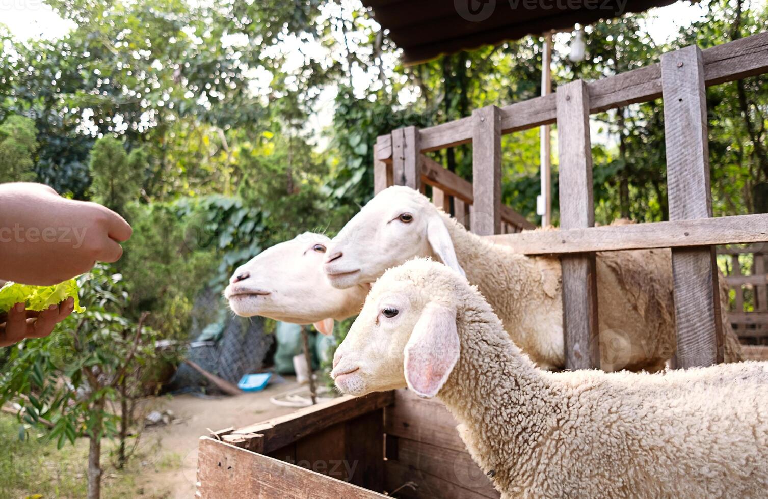 Woman feeding sheep in sheepfold. photo