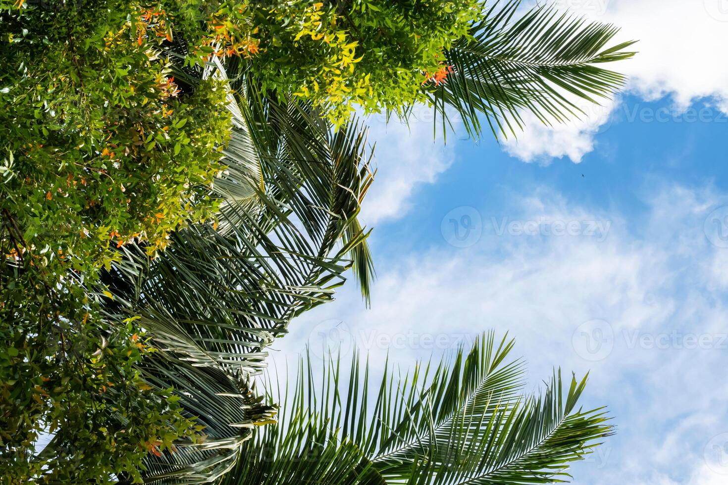 Looking up at blue sky through palm tree leaves. photo