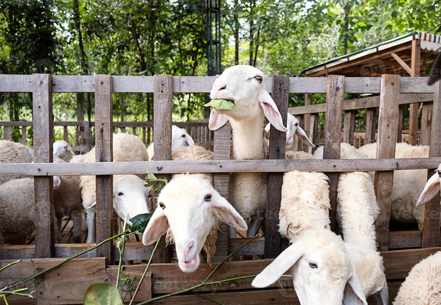 Sheep looking through a fence in sheepfold. photo