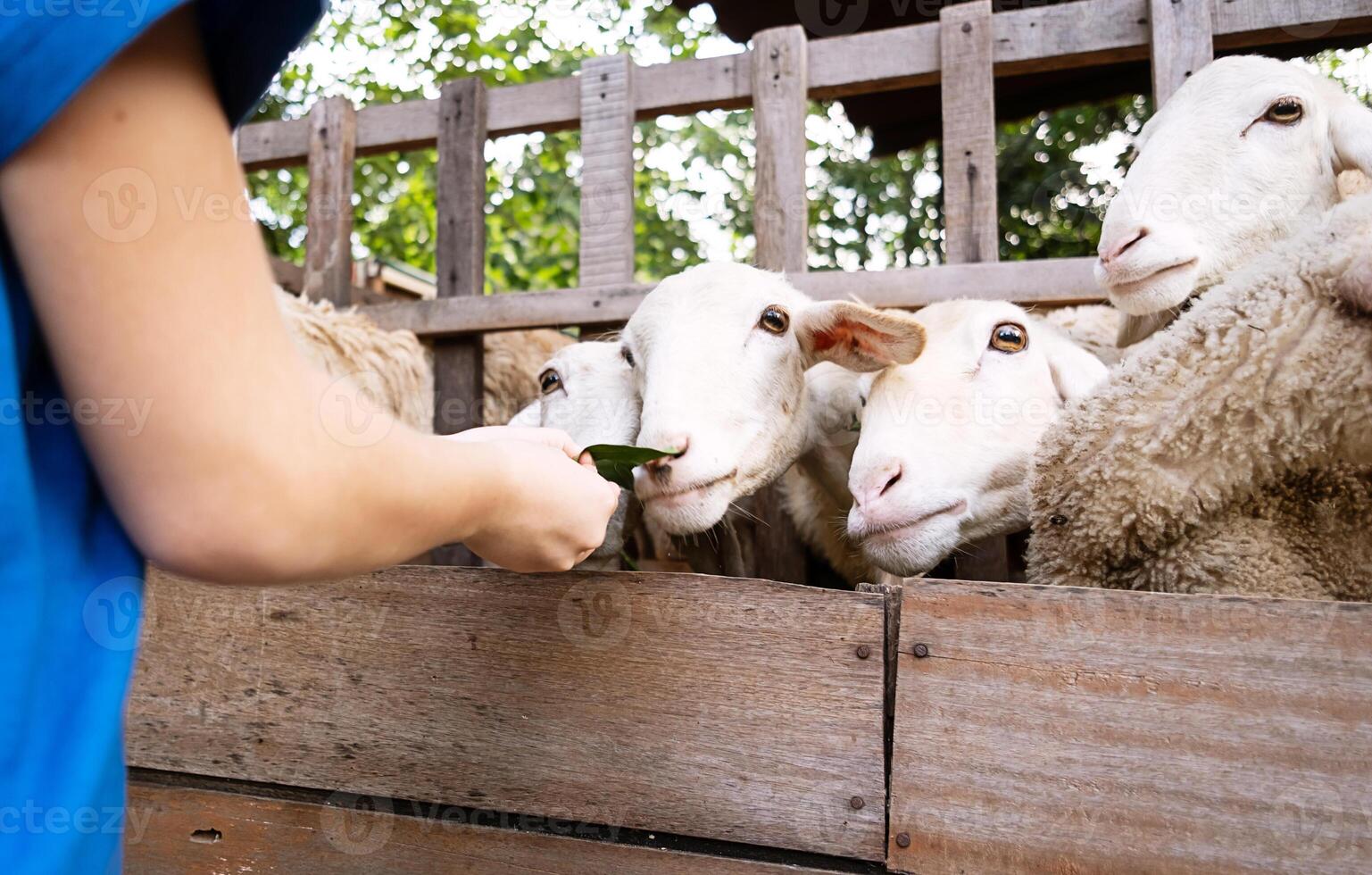 Woman feeding sheep behind the fence. photo