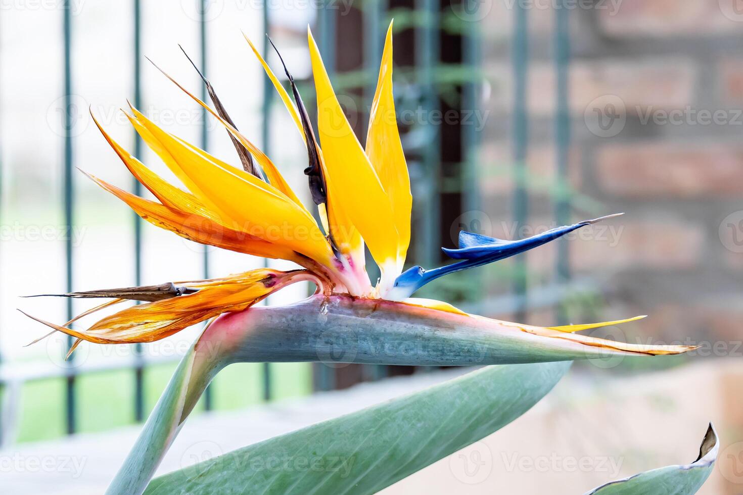 Plant bird of paradise in the garden of a house. photo