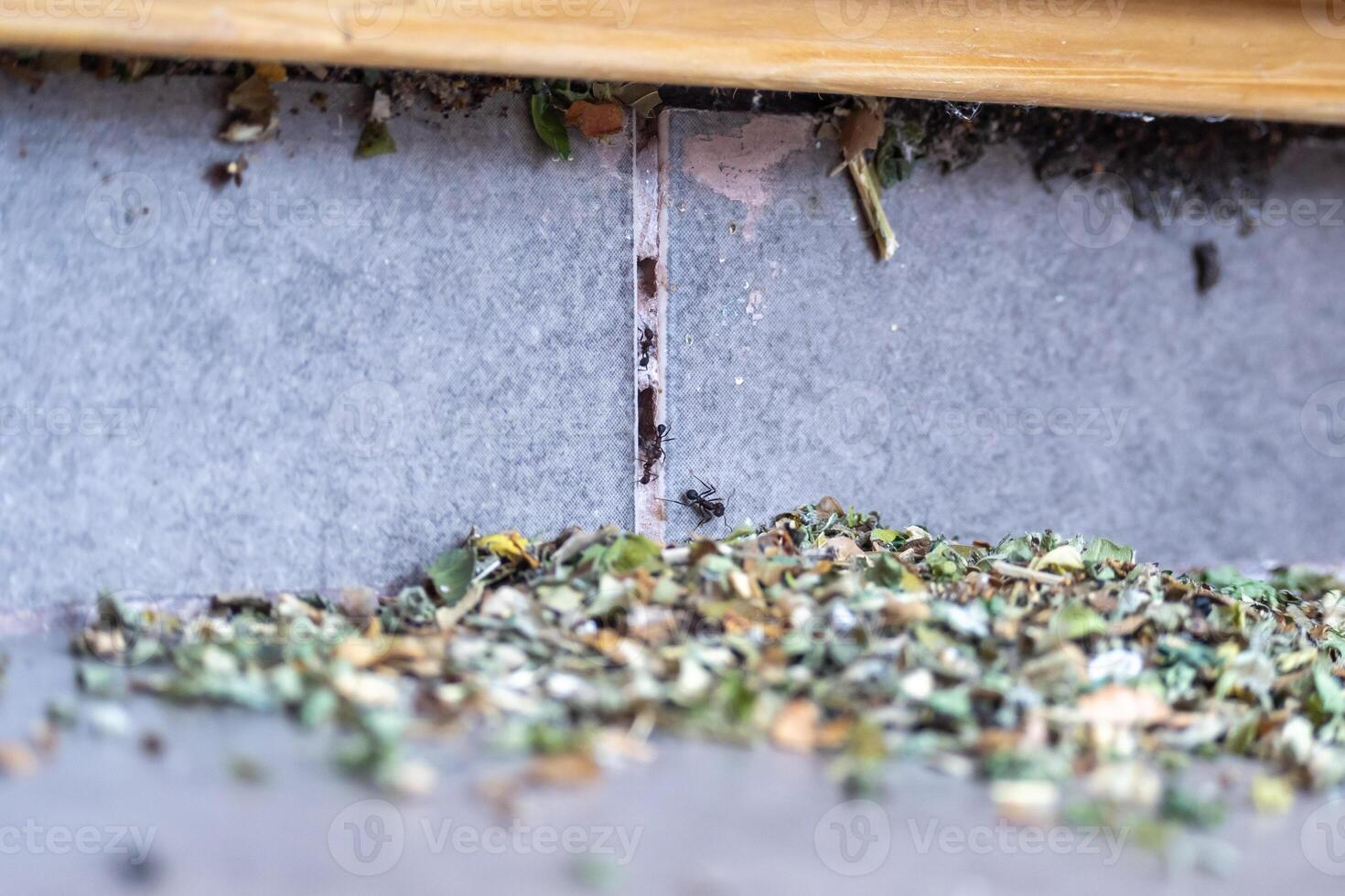 Common black ants invading a house. They have leaves and are preparing their nest. photo