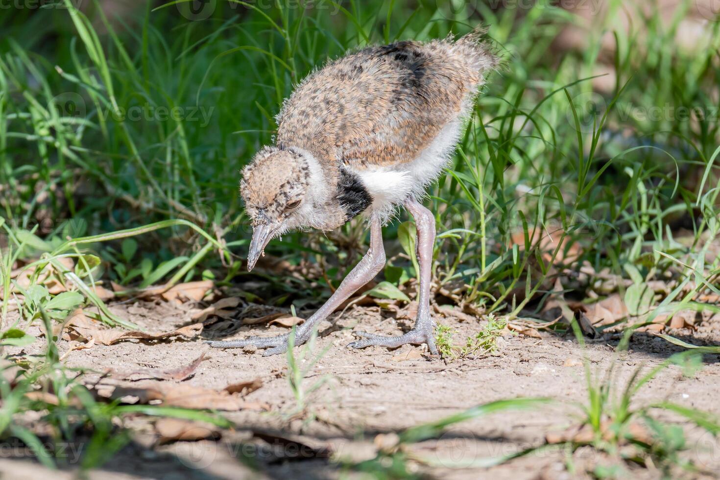 Vanellus chilensis chick searching for food from the ground. photo