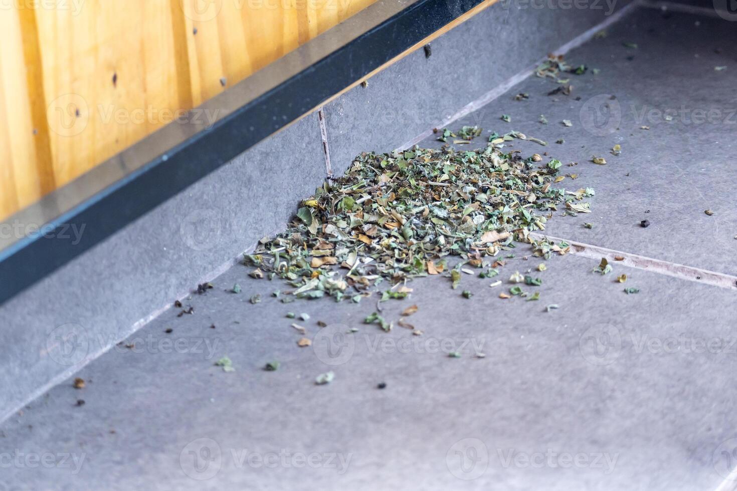 Common black ants invading a house. They have leaves and are preparing their nest. photo