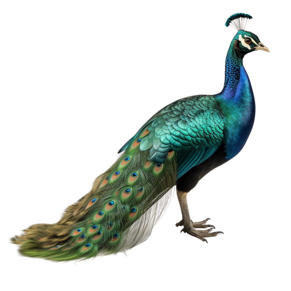 AI generated Peacook clip art png
