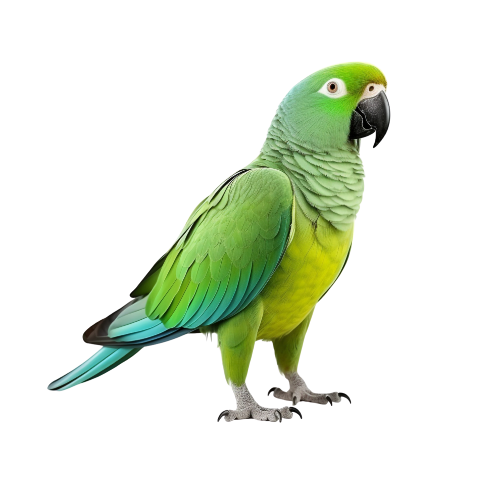 AI generated Parrot clip art png