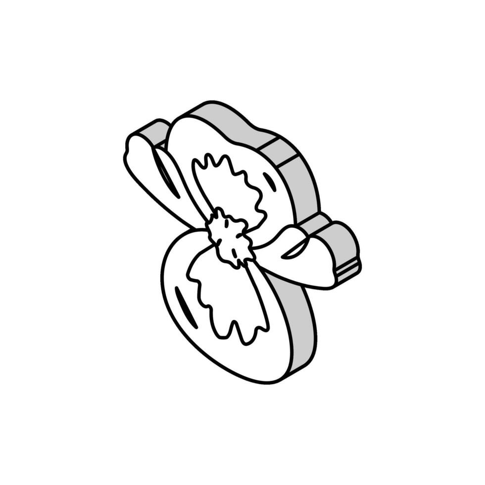 begonia flower spring isometric icon vector illustration
