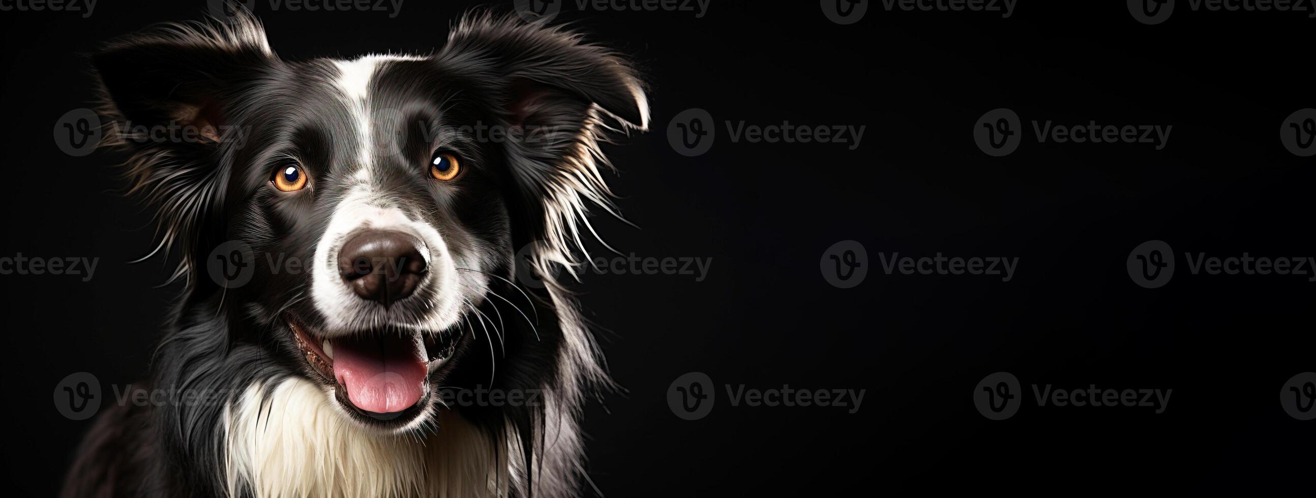 AI generated Purebred purebred beautiful border collie dog breed, background nature isolate. photo