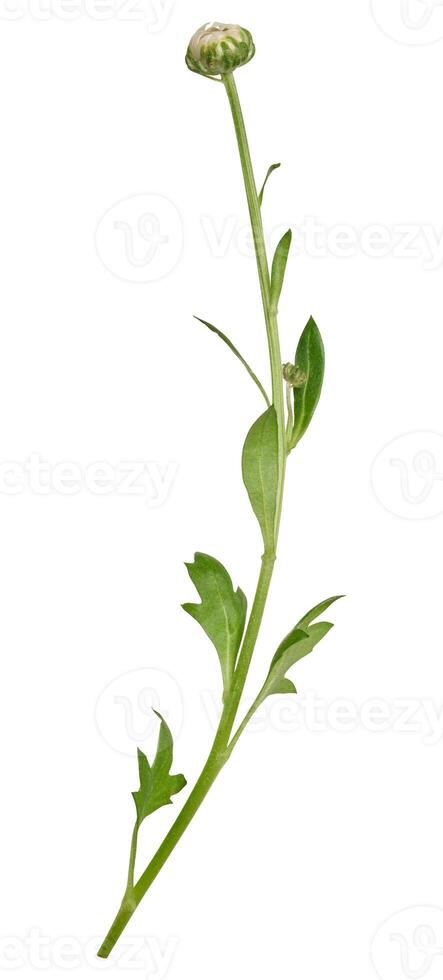 Green stem of chrysanthemum with white unblown bud photo