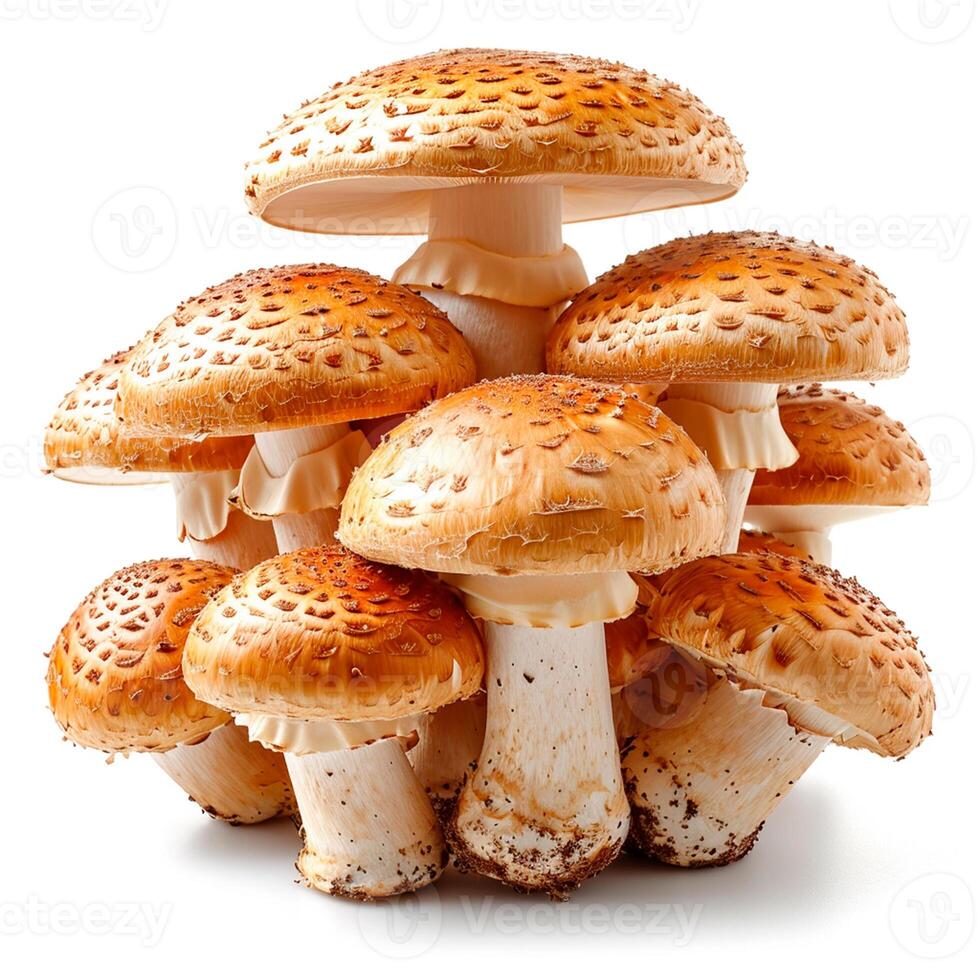 AI generated Edible mushrooms on a white isolated background - AI generated image photo