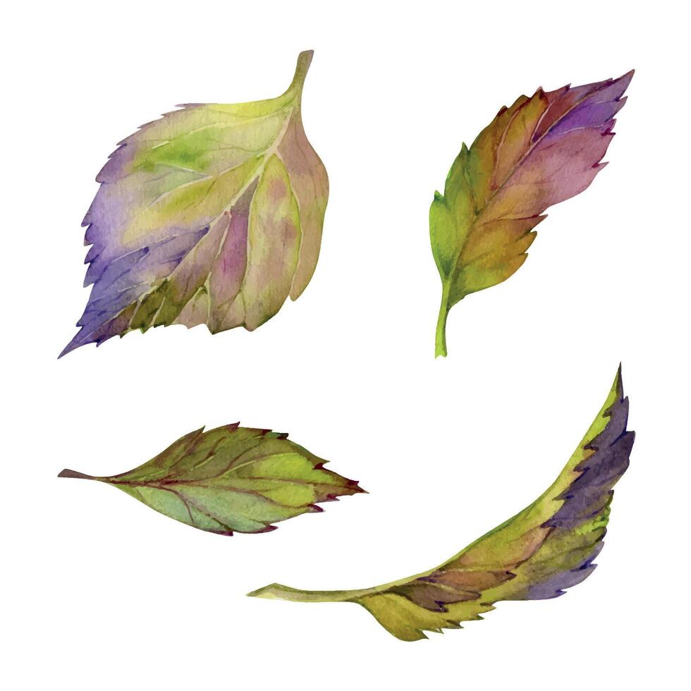 Hand drawn watercolor illustration botanical. Autumn multicolor hortensia hydrangea bush berry tree plant leaves. Single object isolated white background. Design wedding stationery cards, scrapbooking vector