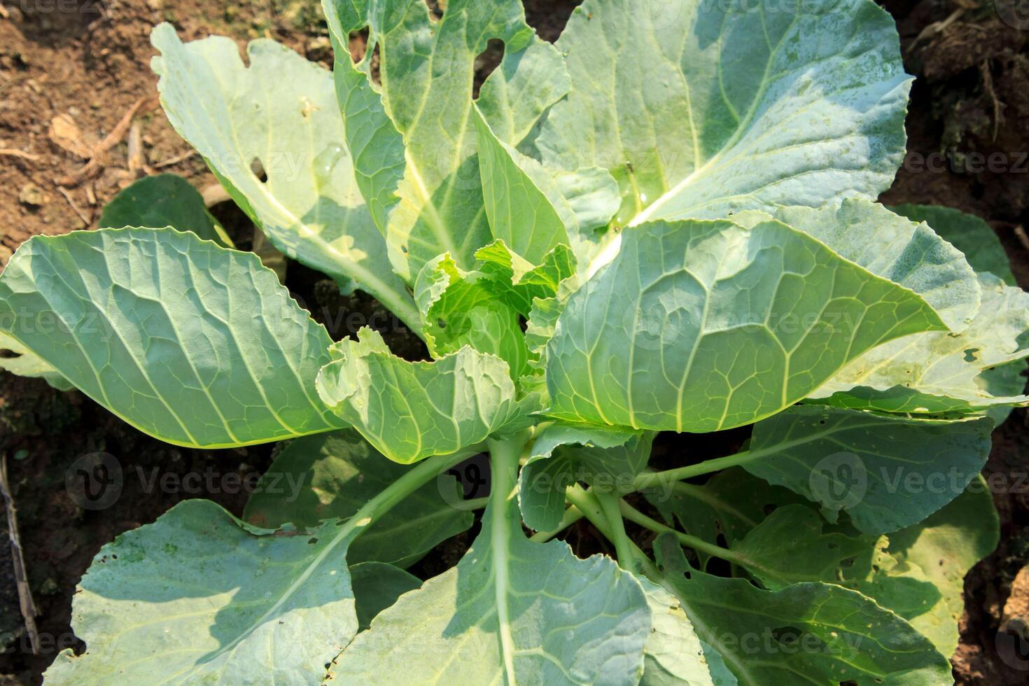 verde repollo crecido para rebaja en vegetal mercados es un orgánico vegetal crecido por agricultores para comercial utilizar y es consumado como un popular comida alrededor el mundo. foto