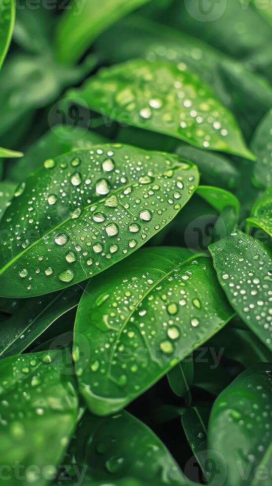 AI generated Morning dew on fresh leaves. AI generated. photo