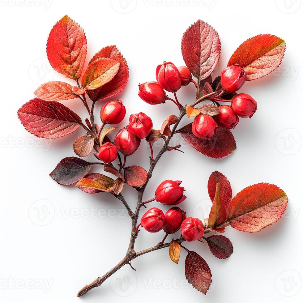 AI generated Ripe barberry, seasoning for pilaf, isolated white background - AI generated image photo