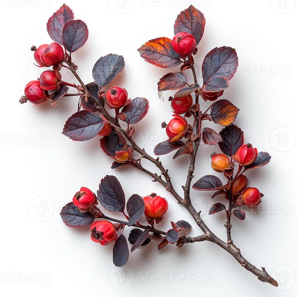 AI generated Ripe barberry, seasoning for pilaf, isolated white background - AI generated image photo
