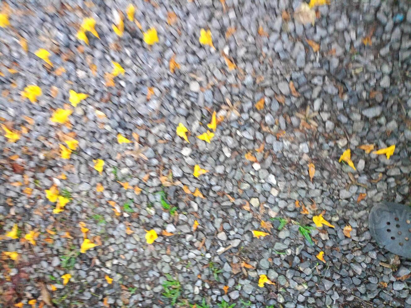 Yellow flowers falling on stones in the garden photo