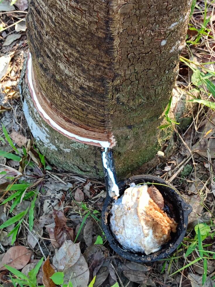 Lush rubber plantations in southern Thailand photo