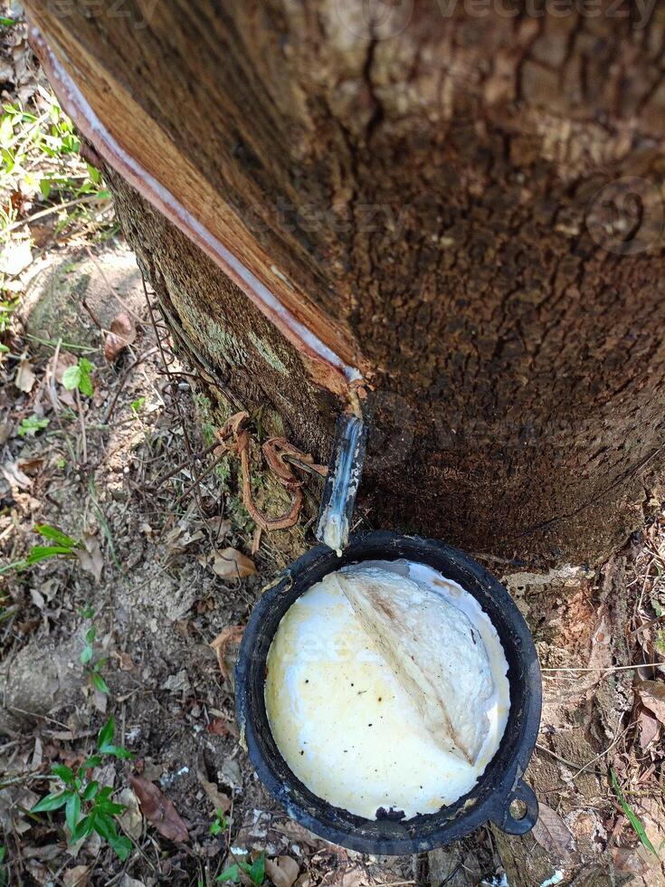 Lush rubber plantations in southern Thailand photo