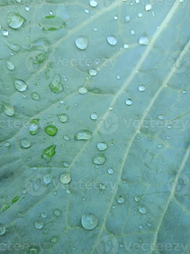 Fresco verde vegetales y Mañana Rocío en el tailandés jardín foto