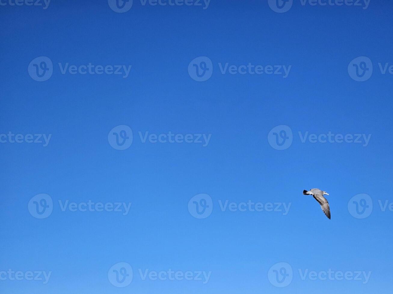 Birds flying in clear blue sky photo