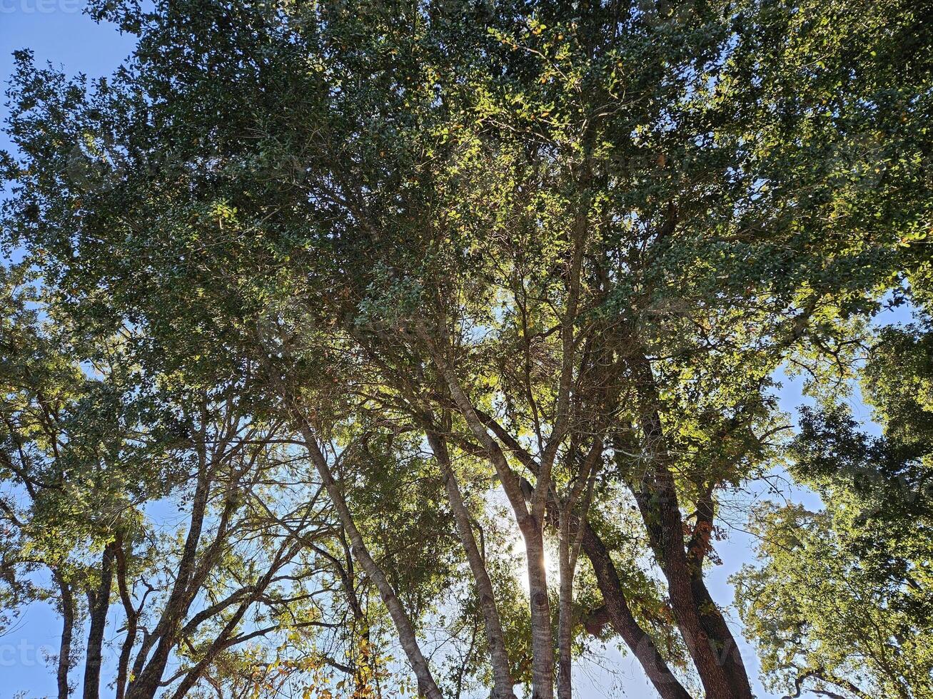 rays of sunlight passing through branches and leaves of trees in the forest in Napa California photo