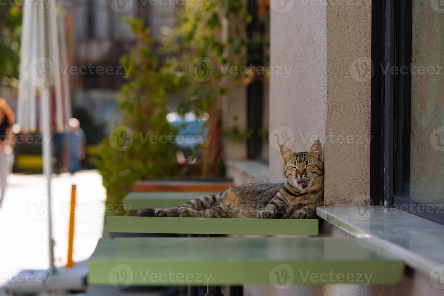 A stray cat lying on the table in a street in Istanbul. Stray cats of Istanbul concept photo. photo