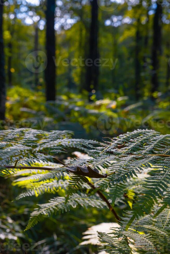 Ferns in the forest in focus. Forest view with ferns and trees photo