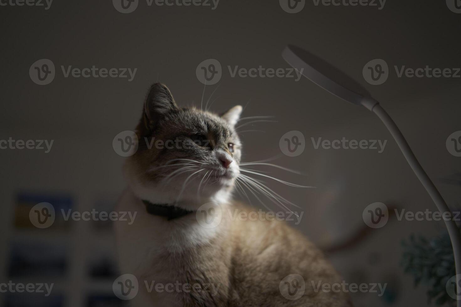 Siamese Thai cat warms under a USB lamp on the shelf zoning the room photo