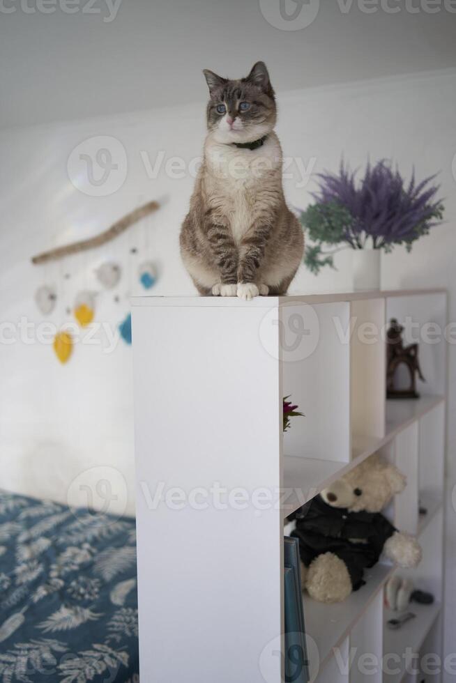 Siamese Thai cat sits on a white shelf divides the room into two parts, separating the work area from the bed photo