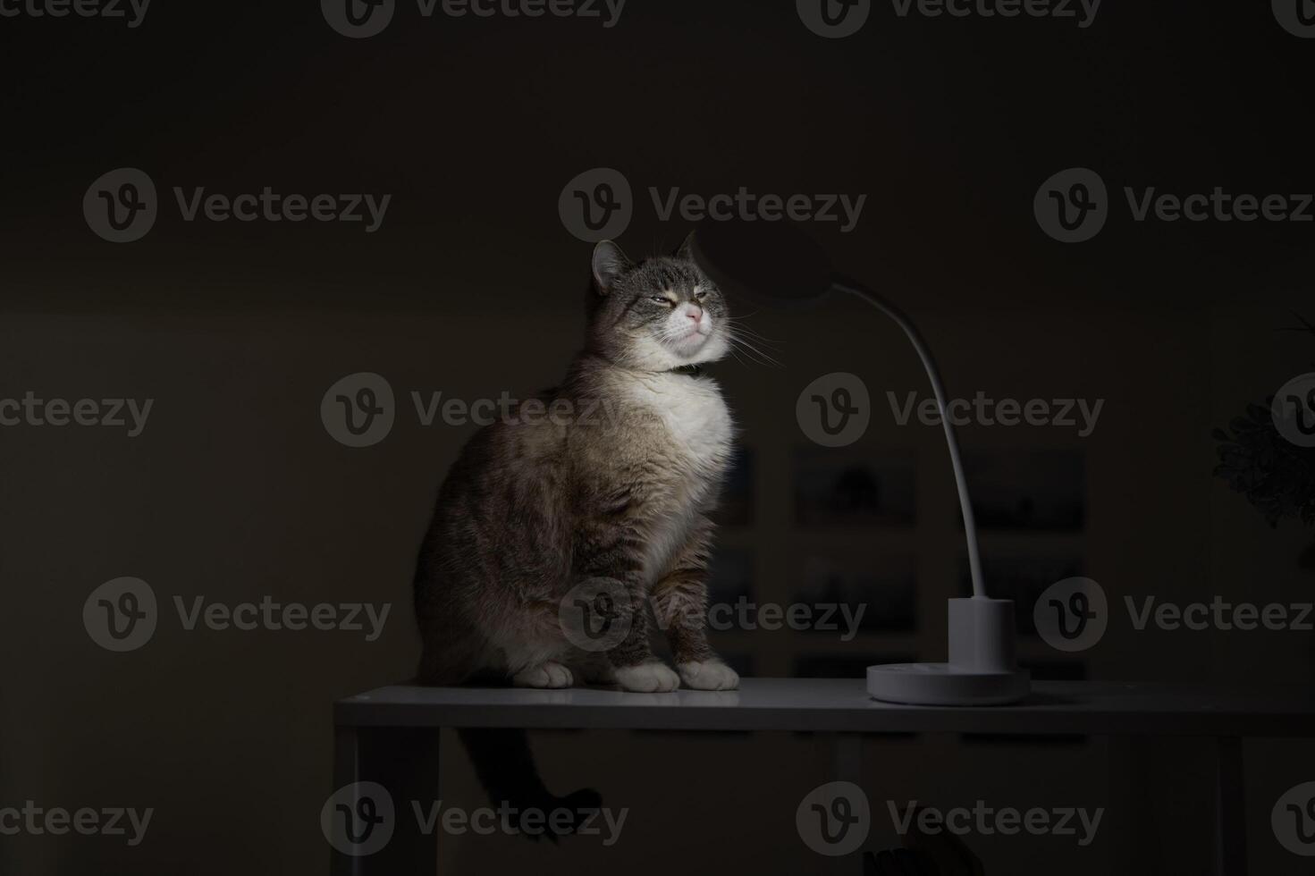 Siamese Thai cat warms under a USB lamp on the shelf zoning the room photo