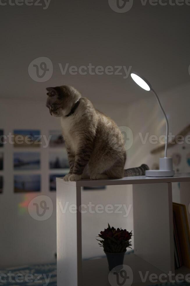 Siamese Thai cat warms under a USB lamp on the shelf zoning the room photo