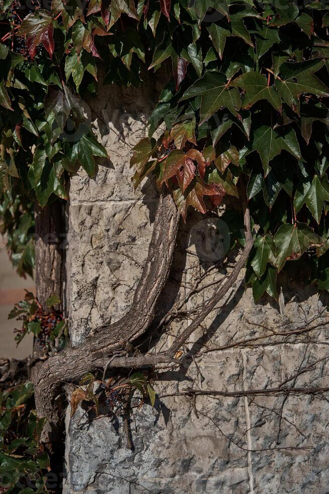 wild grapes weave along the gray granite wall photo