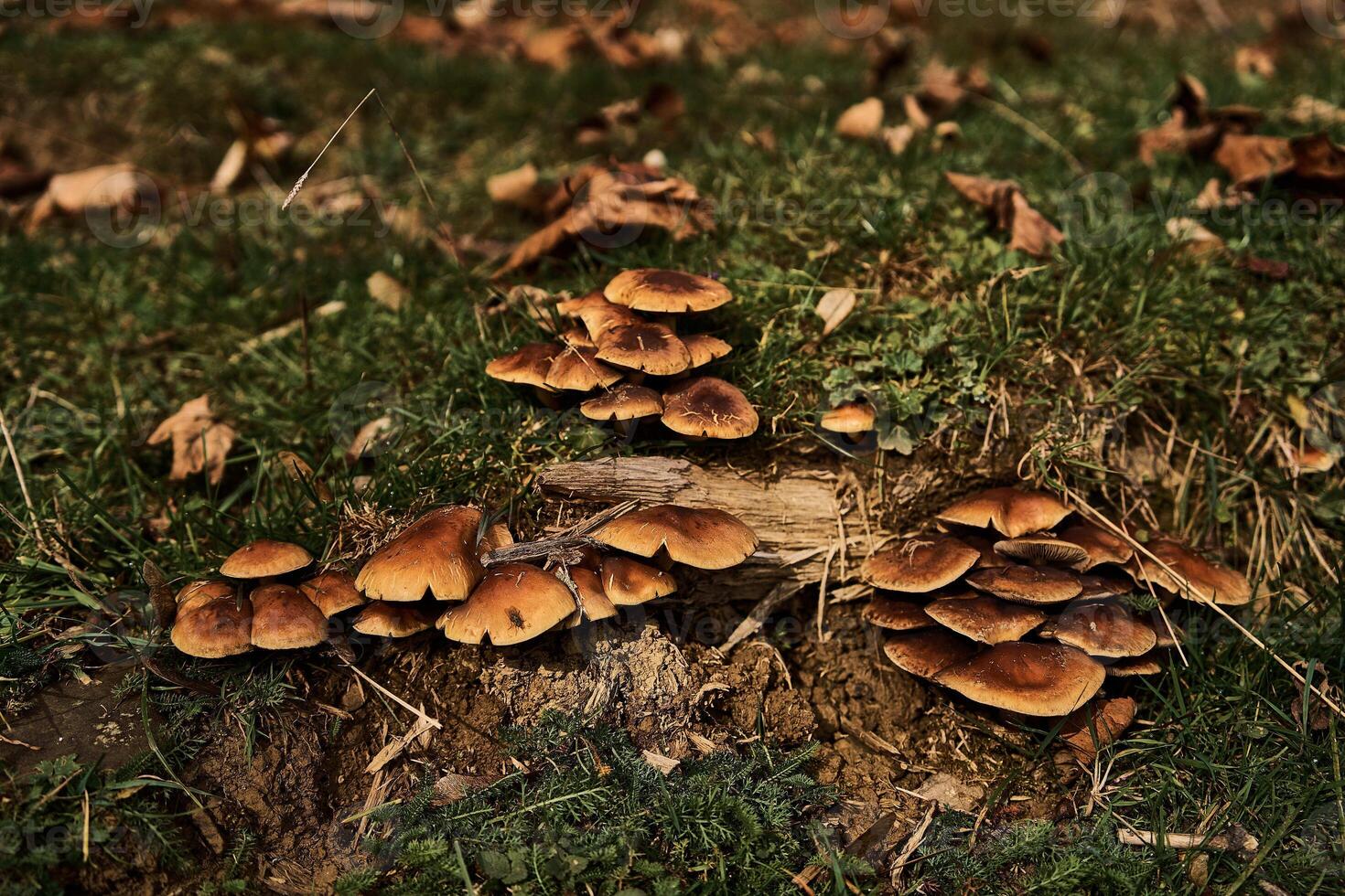 Scattered mushrooms near the stump photo