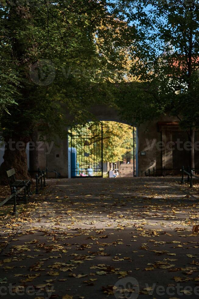 view of the autumn alley in the park covered with fallen leaves leading to the arch of the gate photo