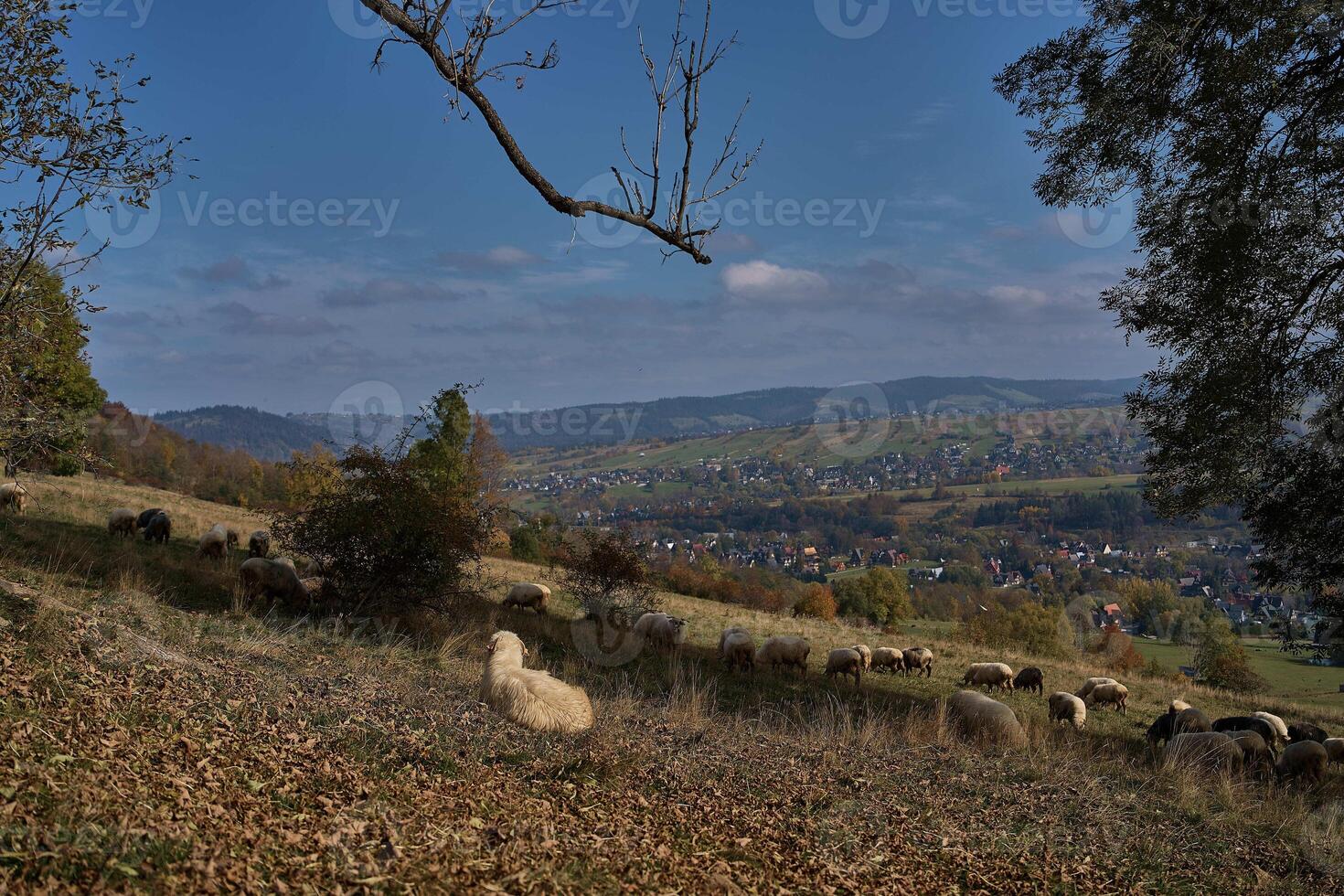 A large flock of sheep grazing in the meadow amidst the mountains photo